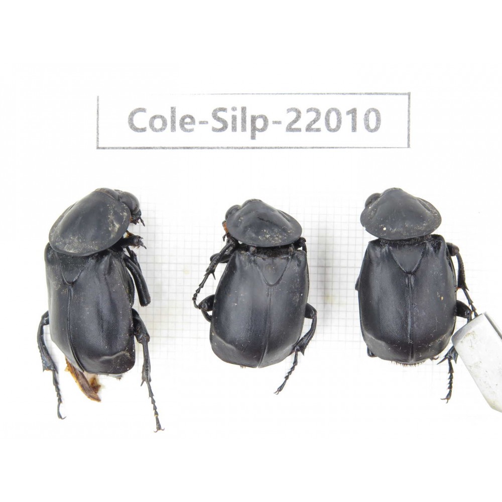 Silphidae sp. China, Tibet, Linzhi, Bomi county. 3Pcs. Cole-Silp-22010.