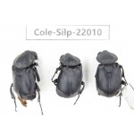Silphidae sp. China, Tibet, Linzhi, Bomi county. 3Pcs. Cole-Silp-22010.