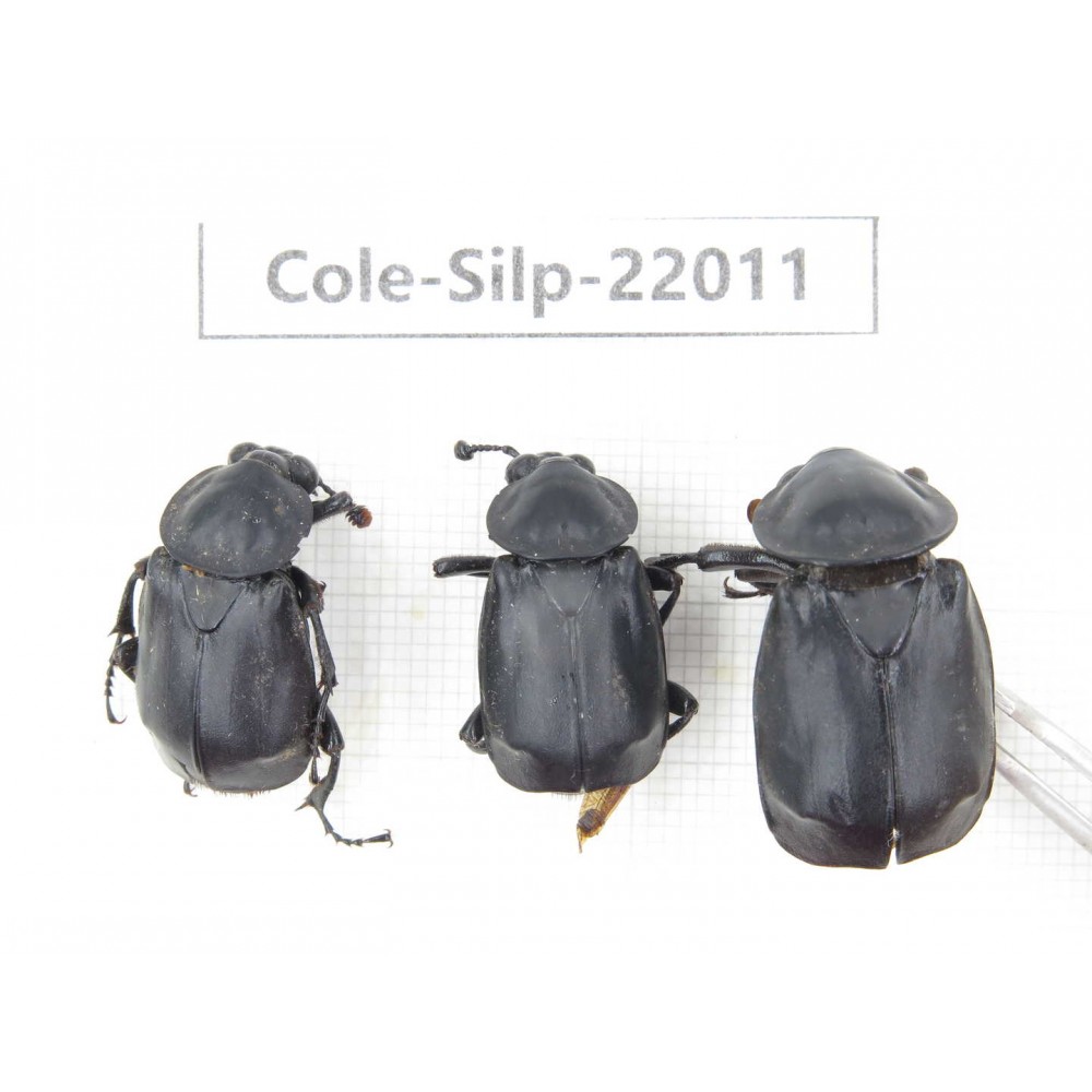 Silphidae sp. China, Tibet, Linzhi, Bomi county. 3Pcs. Cole-Silp-22011.