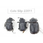 Silphidae sp. China, Tibet, Linzhi, Bomi county. 3Pcs. Cole-Silp-22011.