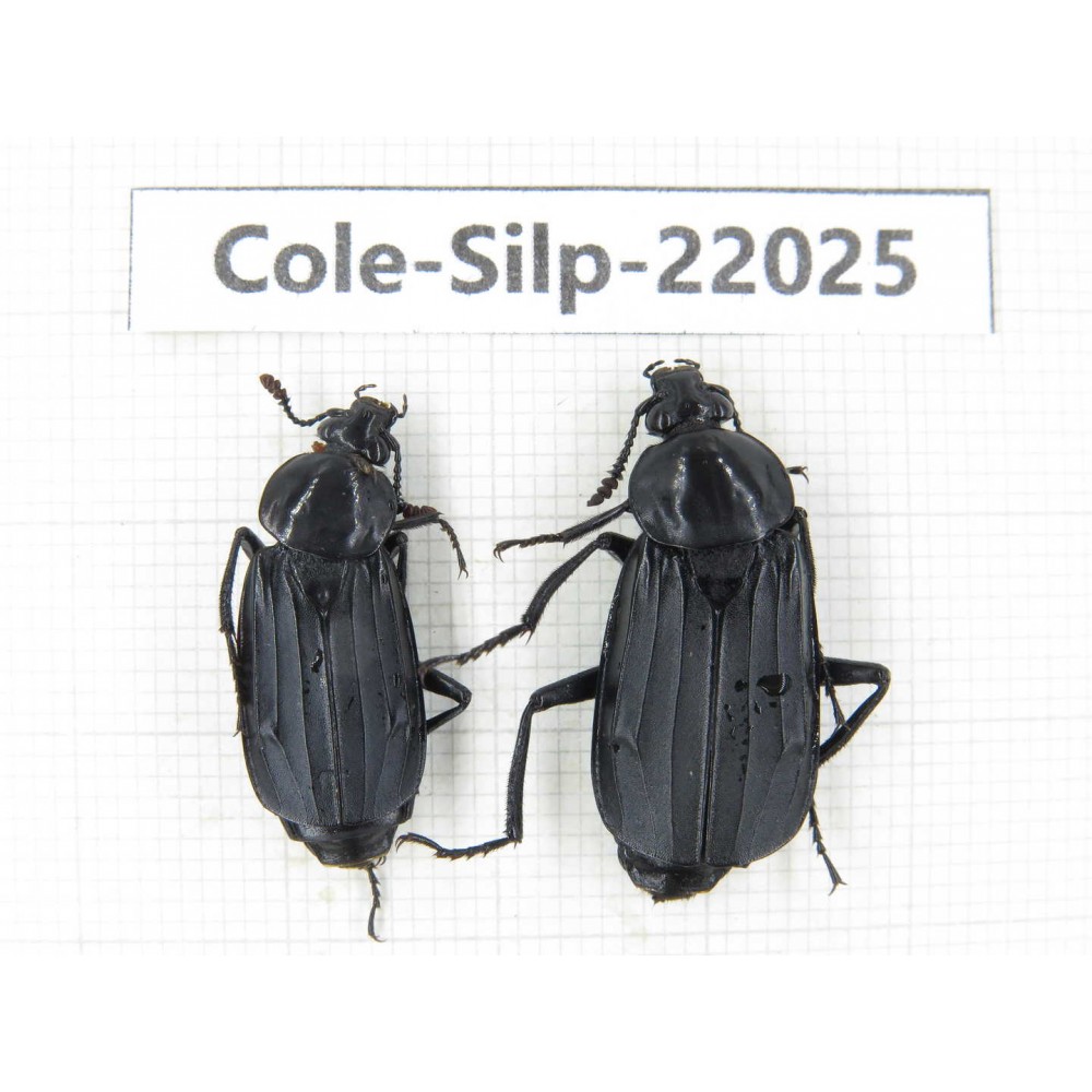 Silphidae sp. China, Yunnan, Nujiang, N of Mt.Biluoxueshan. 2Pcs. Cole-Silp-22025.