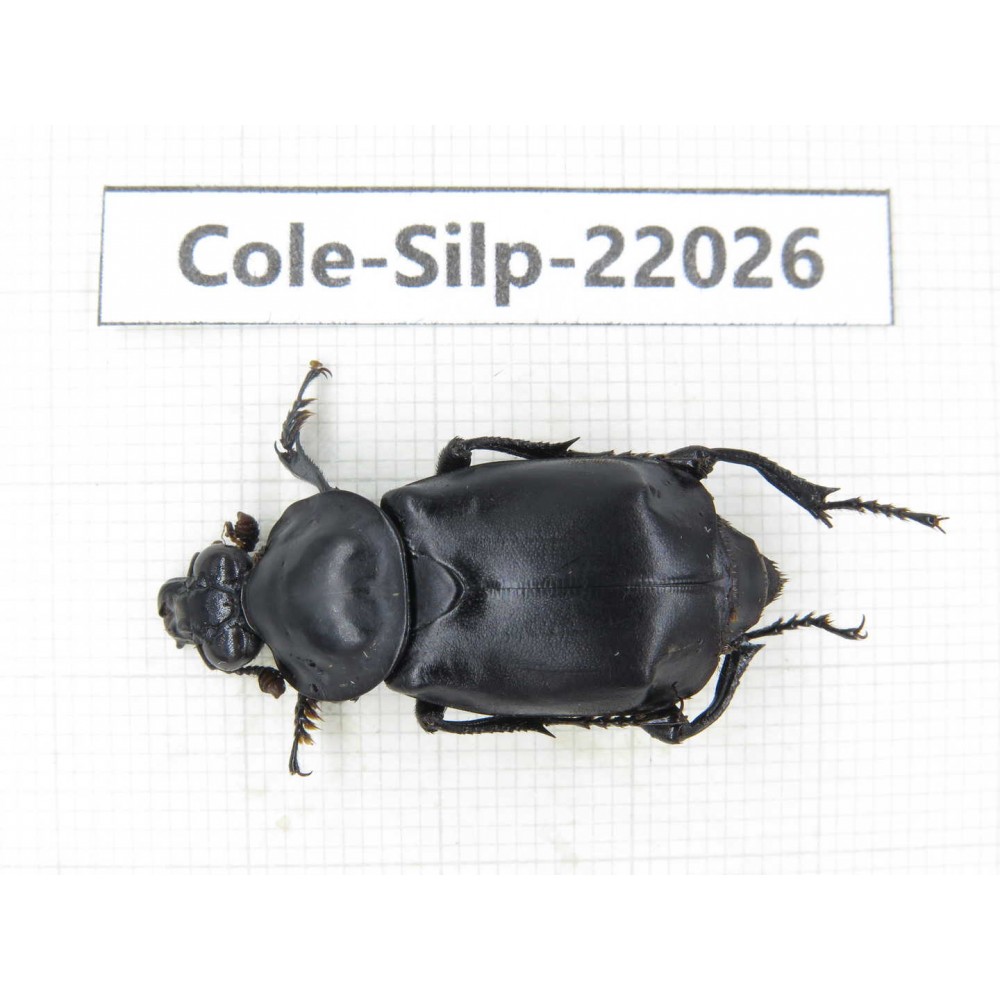 Silphidae sp. China, Yunnan, Nujiang, N of Mt.Biluoxueshan. 1Pcs. Cole-Silp-22026.