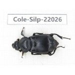 Silphidae sp. China, Yunnan, Nujiang, N of Mt.Biluoxueshan. 1Pcs. Cole-Silp-22026.