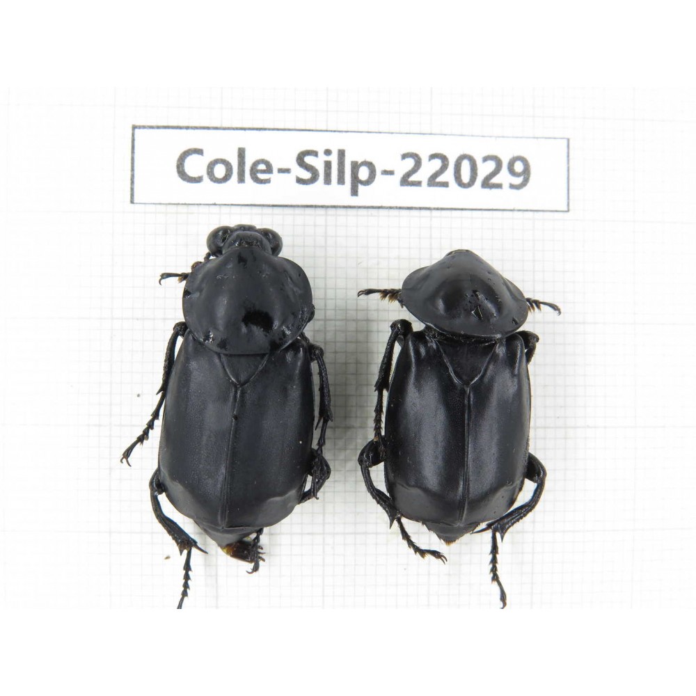 Silphidae sp. China, Yunnan, Honghe, Pingbian county. 2Pcs. Cole-Silp-22029.