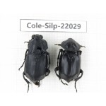 Silphidae sp. China, Yunnan, Honghe, Pingbian county. 2Pcs. Cole-Silp-22029.