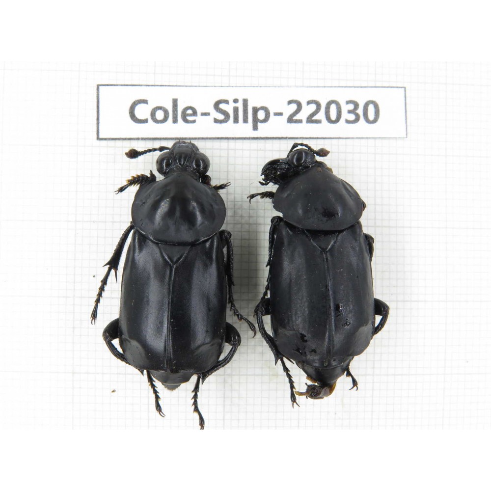 Silphidae sp. China, Yunnan, Honghe, Pingbian county. 2Pcs. Cole-Silp-22030.