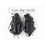 Silphidae sp. China, Yunnan, Honghe, Pingbian county. 2Pcs. Cole-Silp-22030.
