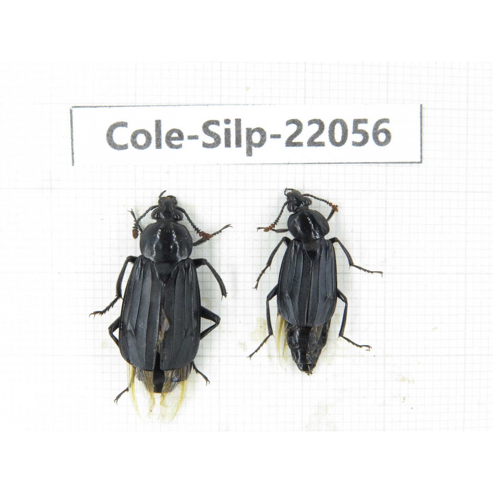 Silphidae sp. China, Yunnan, Nujiang, N of Mt.Biluoxueshan. 2Pcs. Cole-Silp-22056.