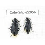 Silphidae sp. China, Yunnan, Nujiang, N of Mt.Biluoxueshan. 2Pcs. Cole-Silp-22056.
