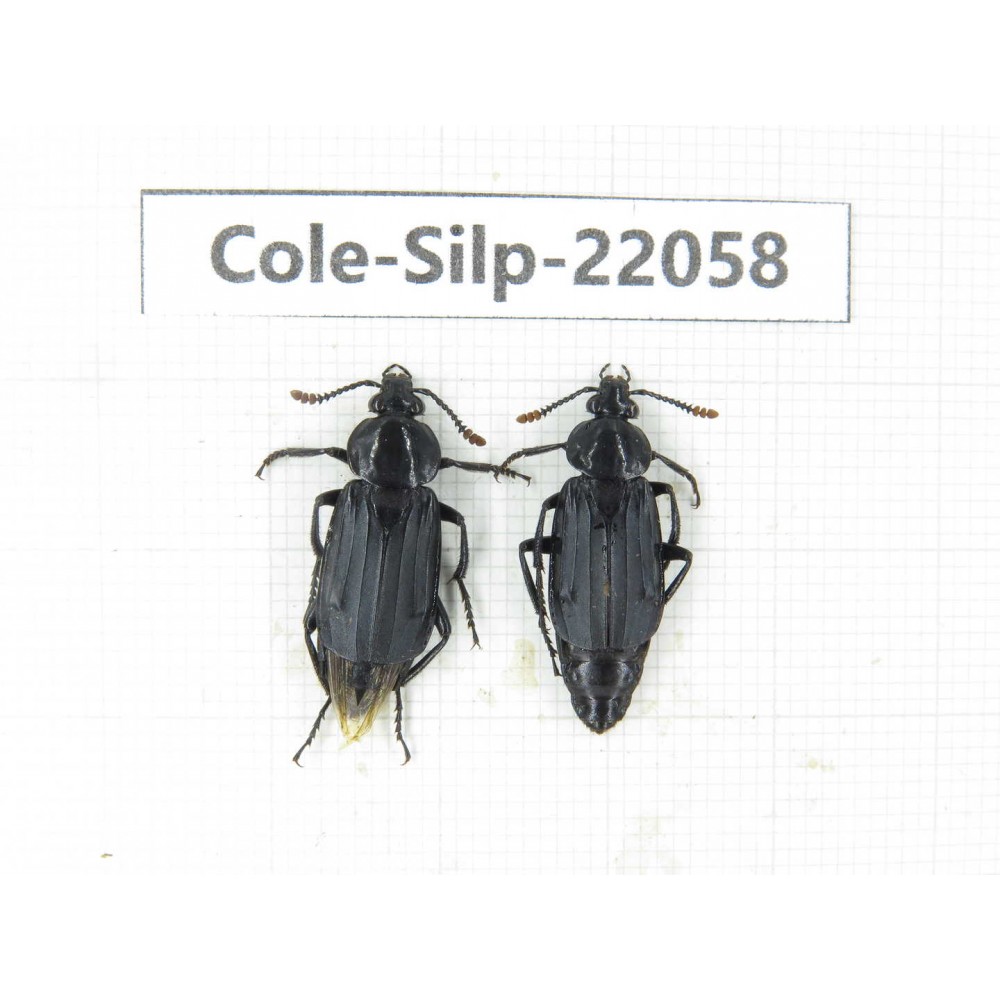 Silphidae sp. China, Yunnan, Nujiang, N of Mt.Biluoxueshan. 2Pcs. Cole-Silp-22058.