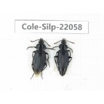 Silphidae sp. China, Yunnan, Nujiang, N of Mt.Biluoxueshan. 2Pcs. Cole-Silp-22058.