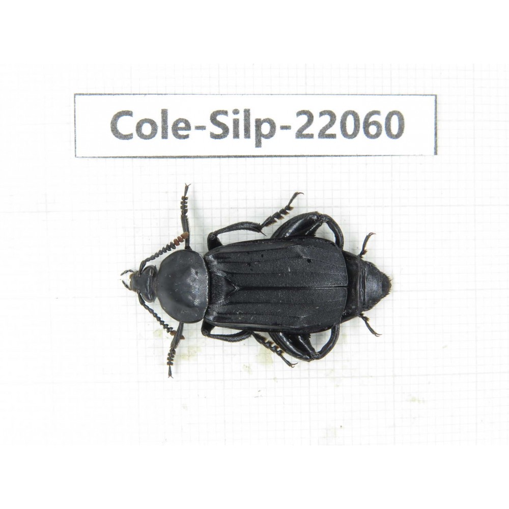 Silphidae sp. China, Yunnan, Nujiang, N of Mt.Biluoxueshan. 1Pcs. Cole-Silp-22060.