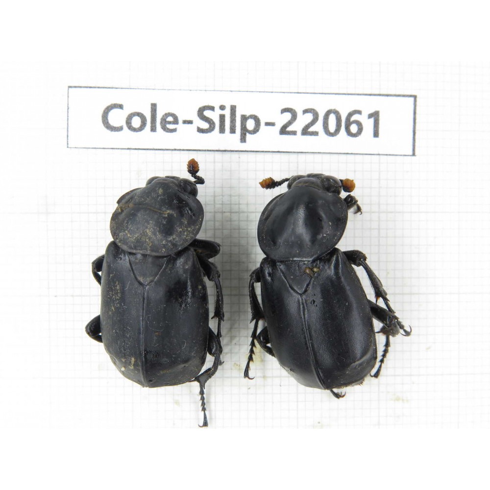 Silphidae sp. China, Yunnan, Dali, S of Mt.Cangshan. 2Pcs. Cole-Silp-22061.