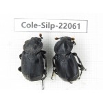 Silphidae sp. China, Yunnan, Dali, S of Mt.Cangshan. 2Pcs. Cole-Silp-22061.