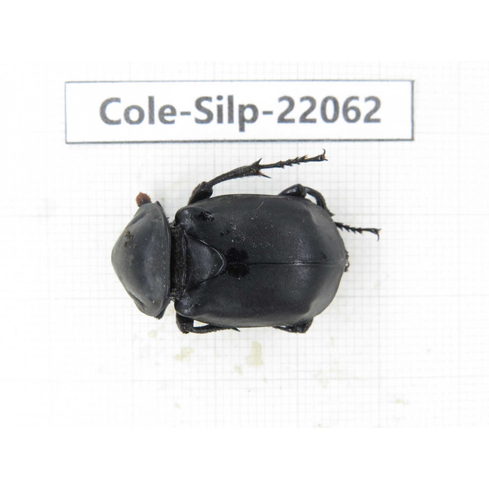Silphidae sp. China, Yunnan, Dali, S of Mt.Cangshan. 1Pcs. Cole-Silp-22062.