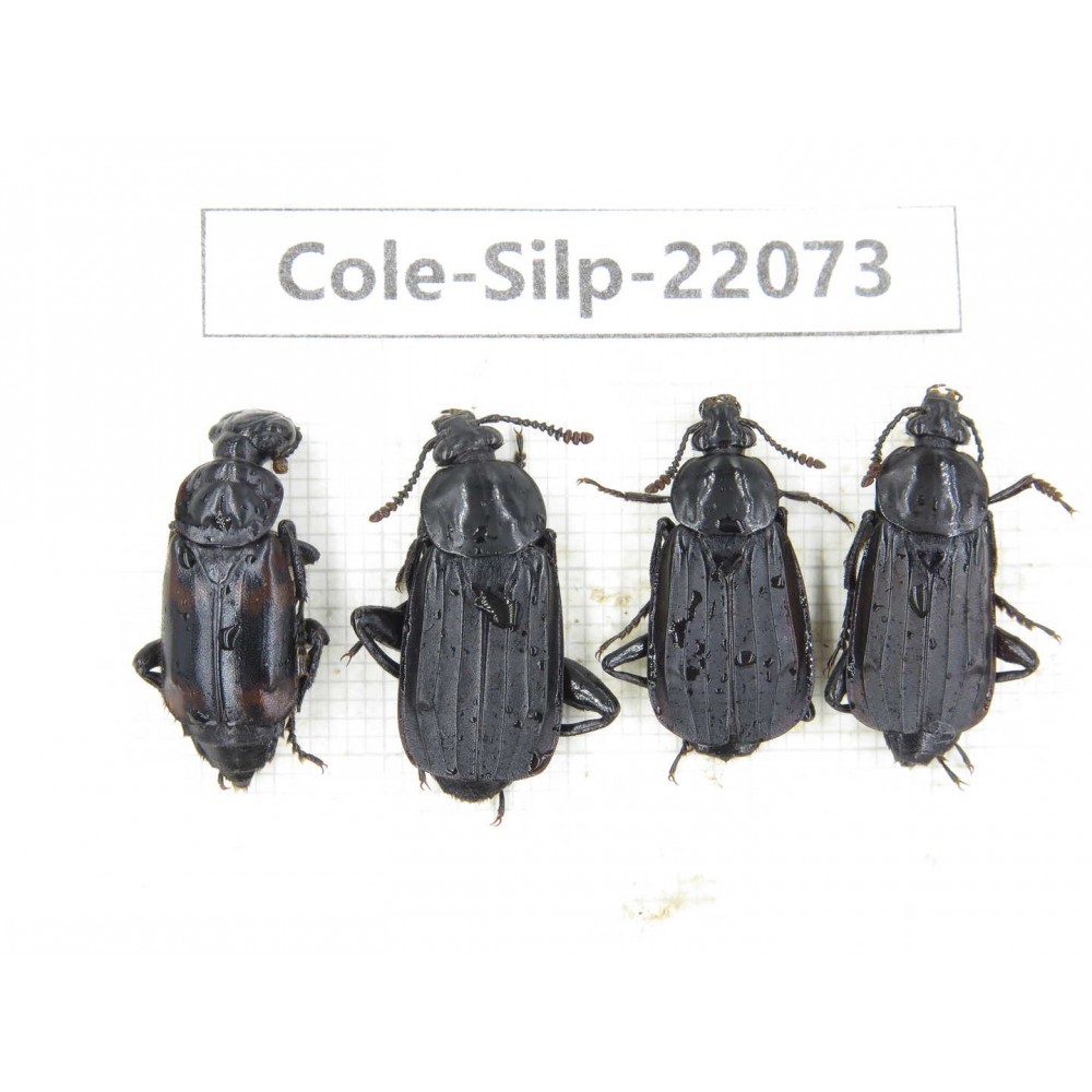 Silphidae sp. China, Guizhou, Bijie, Jinsha county. 4Pcs. Cole-Silp-22073.