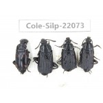 Silphidae sp. China, Guizhou, Bijie, Jinsha county. 4Pcs. Cole-Silp-22073.
