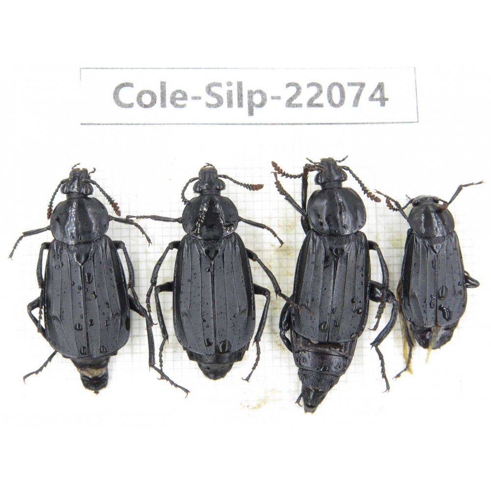 Silphidae sp. China, Guizhou, Bijie, Jinsha county. 4Pcs. Cole-Silp-22074.
