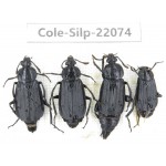 Silphidae sp. China, Guizhou, Bijie, Jinsha county. 4Pcs. Cole-Silp-22074.