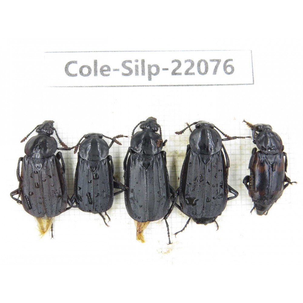 Silphidae sp. China, Guizhou, Bijie, Jinsha county. 5Pcs. Cole-Silp-22076.