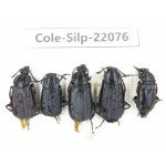 Silphidae sp. China, Guizhou, Bijie, Jinsha county. 5Pcs. Cole-Silp-22076.