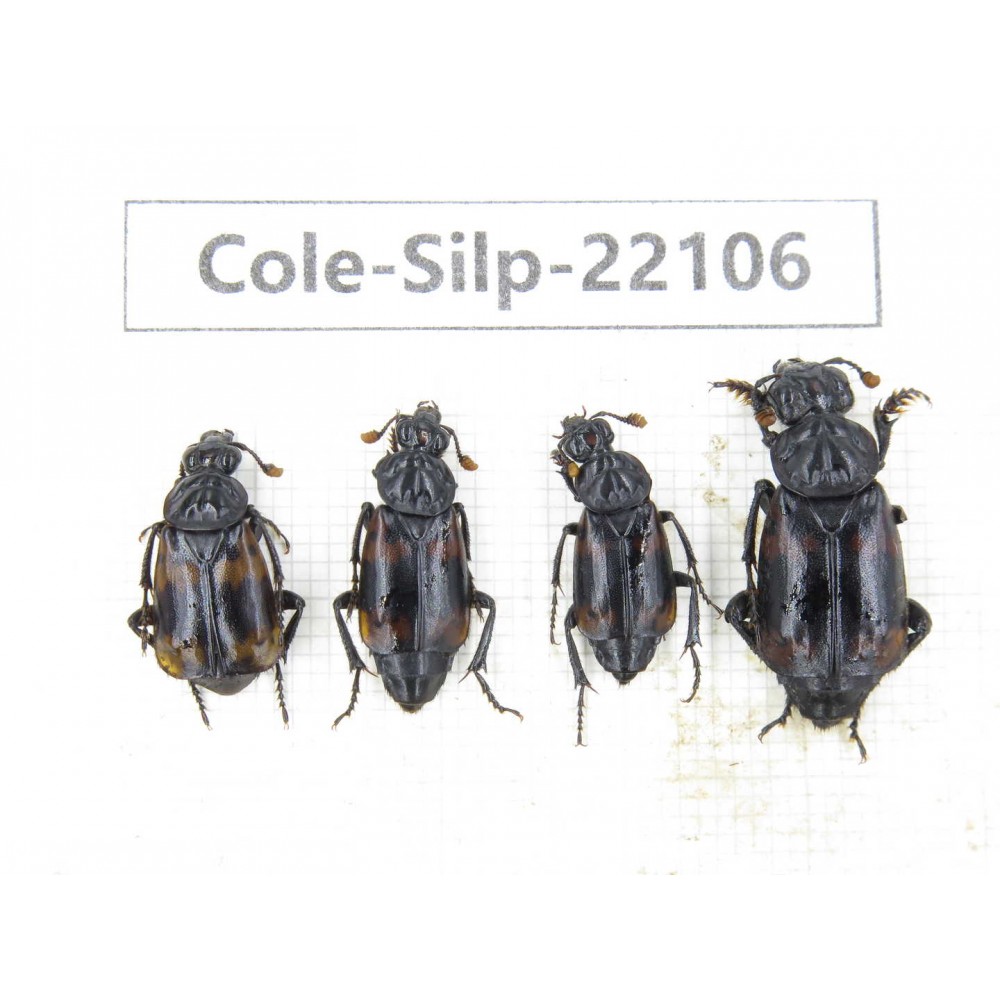 Silphidae sp. China, Yunnan, Zhaotong, Yiliang county. 4Pcs. Cole-Silp-22106.