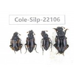 Silphidae sp. China, Yunnan, Zhaotong, Yiliang county. 4Pcs. Cole-Silp-22106.