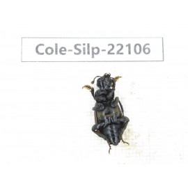 Silphidae sp. China, Yunnan, Zhaotong, Yiliang county. 4Pcs. Cole-Silp-22106.