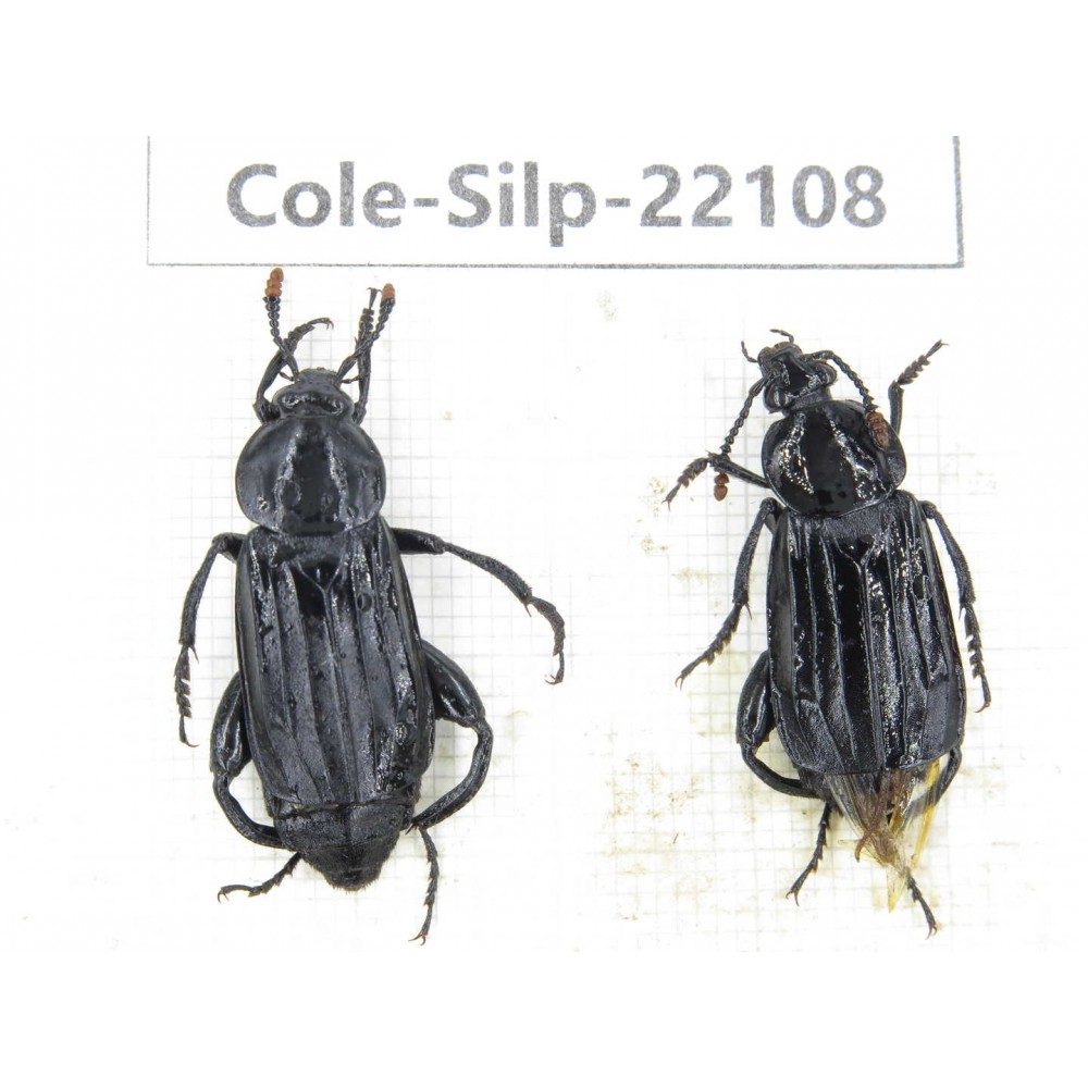 Silphidae sp. China, Yunnan, Zhaotong, Yiliang county. 2Pcs. Cole-Silp-22108.