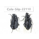 Silphidae sp. China, Yunnan, Zhaotong, Yiliang county. 2Pcs. Cole-Silp-22110.