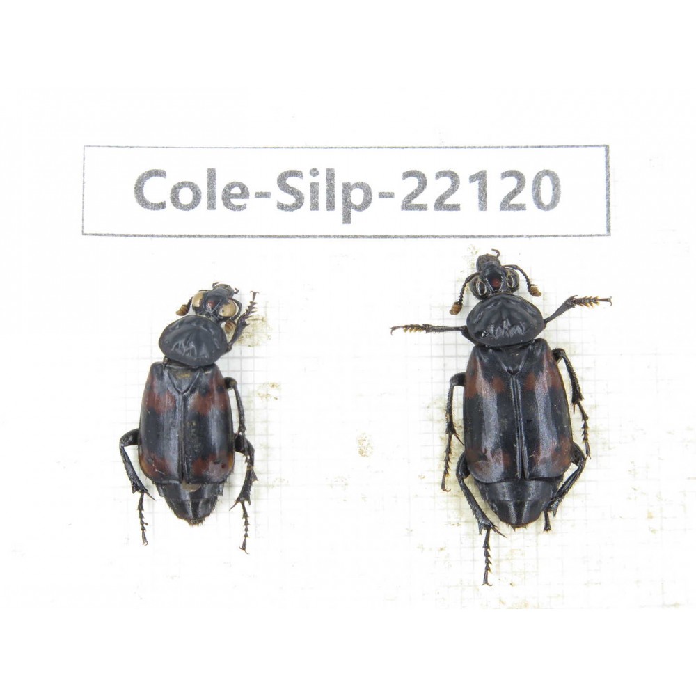 Silphidae sp. China, Yunnan, Baoshan, Tengchong. 2Pcs. Cole-Silp-22120.
