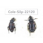 Silphidae sp. China, Yunnan, Baoshan, Tengchong. 2Pcs. Cole-Silp-22120.