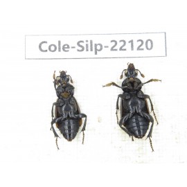 Silphidae sp. China, Yunnan, Baoshan, Tengchong. 2Pcs. Cole-Silp-22120.