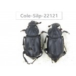 Silphidae sp. China, Yunnan, Baoshan, Tengchong. 2Pcs. Cole-Silp-22121.