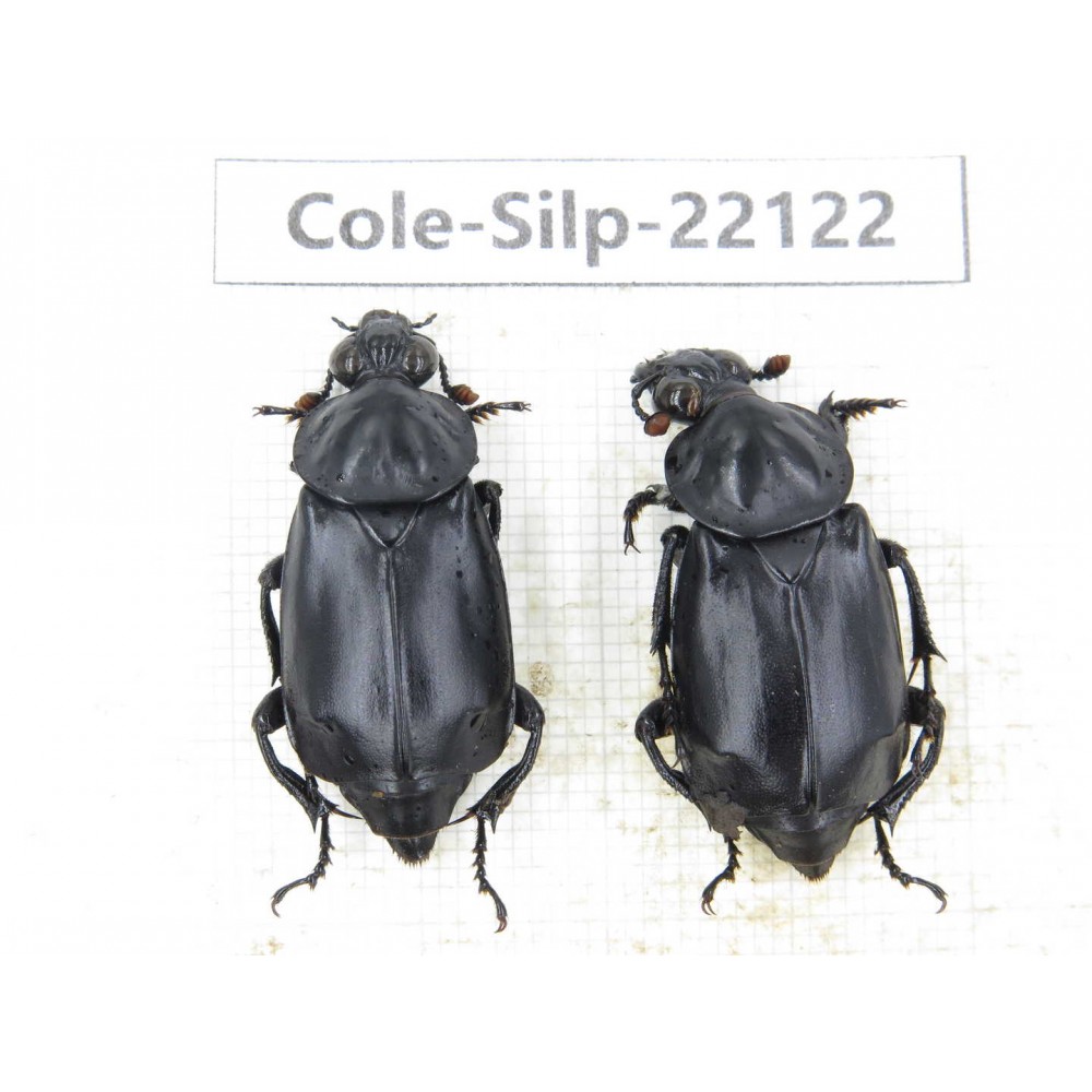 Silphidae sp. China, Yunnan, Baoshan, Tengchong. 2Pcs. Cole-Silp-22122.