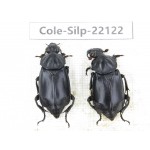 Silphidae sp. China, Yunnan, Baoshan, Tengchong. 2Pcs. Cole-Silp-22122.