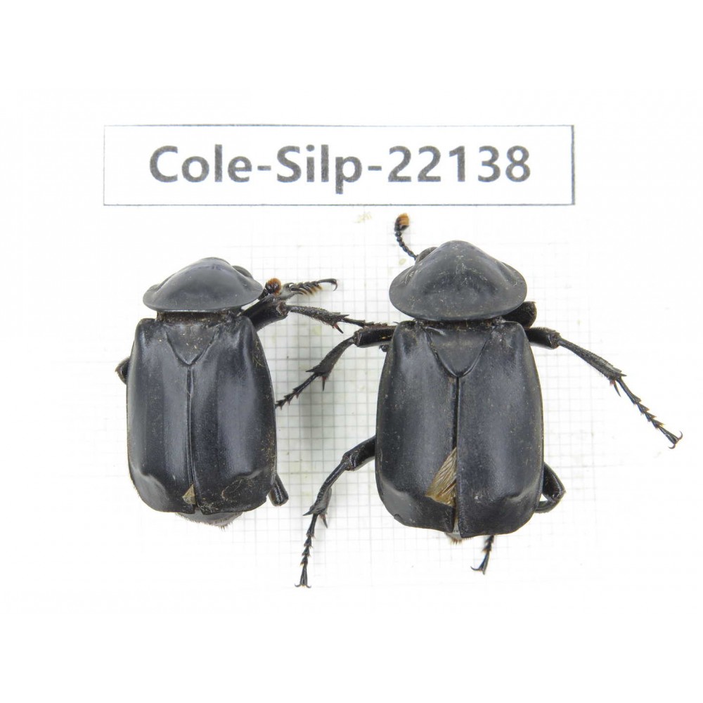 Silphidae sp. China, Yunnan, Dali, S of Mt.Cangshan. 2Pcs. Cole-Silp-22138.