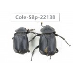 Silphidae sp. China, Yunnan, Dali, S of Mt.Cangshan. 2Pcs. Cole-Silp-22138.