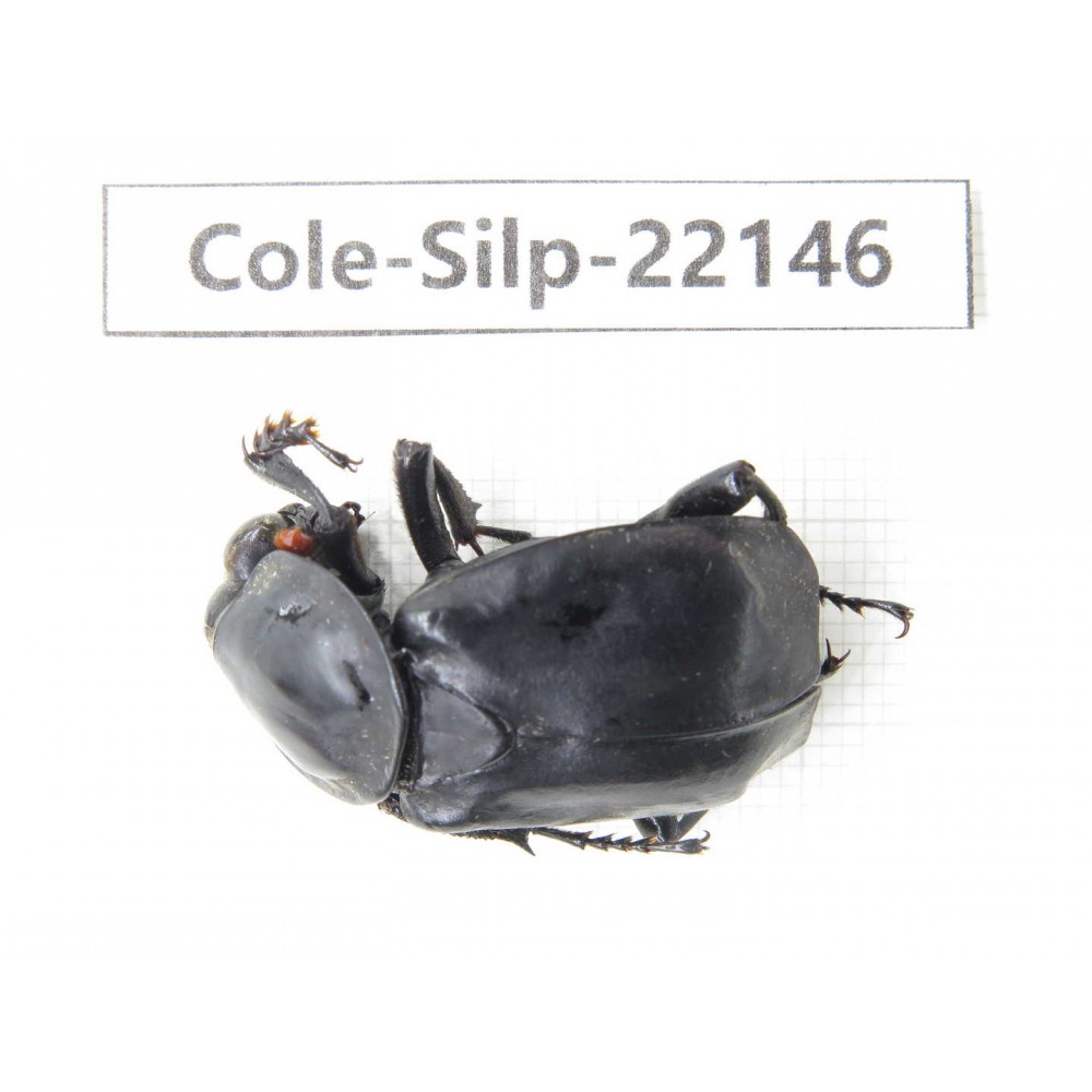 Silphidae sp. Myanmar, Kechin, Nanse. 1Pcs. Cole-Silp-22146.