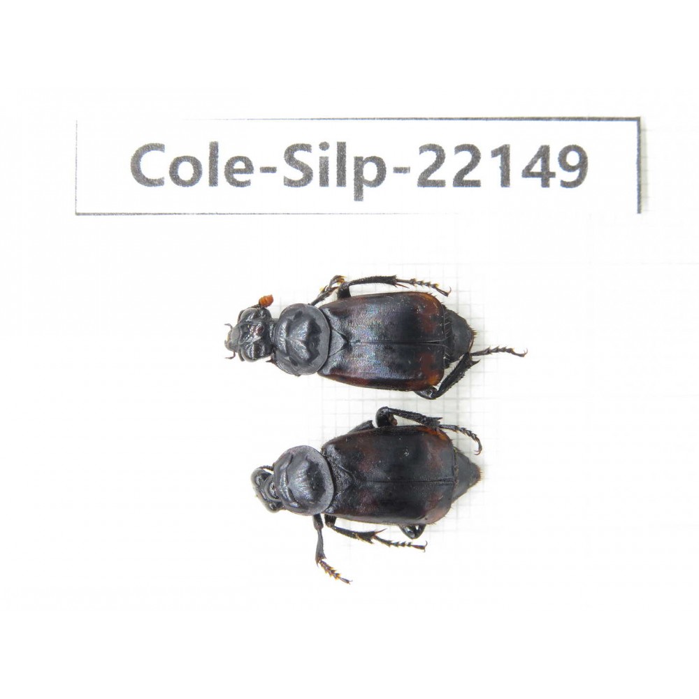 Silphidae sp. Myanmar, Kechin, Nanse. 2Pcs. Cole-Silp-22149.