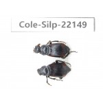 Silphidae sp. Myanmar, Kechin, Nanse. 2Pcs. Cole-Silp-22149.