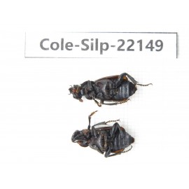 Silphidae sp. Myanmar, Kechin, Nanse. 2Pcs. Cole-Silp-22149.