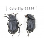 Silphidae sp.  China, Yunnan, Nujiang, N of Mt.Biluoxueshan. 2Pcs. Cole-Silp-22154.