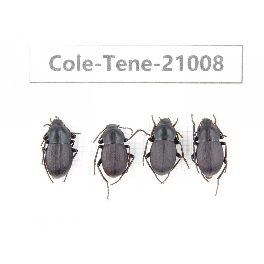 Tenebrionidae sp. China, Yunnan, Xiangerila, Mt.Baimaxueshan.4Pcs. Cole-Tene-21008.