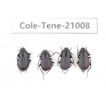 Tenebrionidae sp. China, Yunnan, Xiangerila, Mt.Baimaxueshan.4Pcs. Cole-Tene-21008.