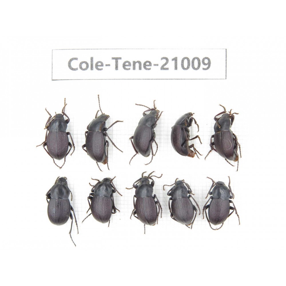Tenebrionidae sp. China, Yunnan, Xiangerila, Mt.Baimaxueshan.10Pcs. Cole-Tene-21009.