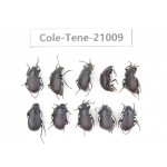 Tenebrionidae sp. China, Yunnan, Xiangerila, Mt.Baimaxueshan.10Pcs. Cole-Tene-21009.