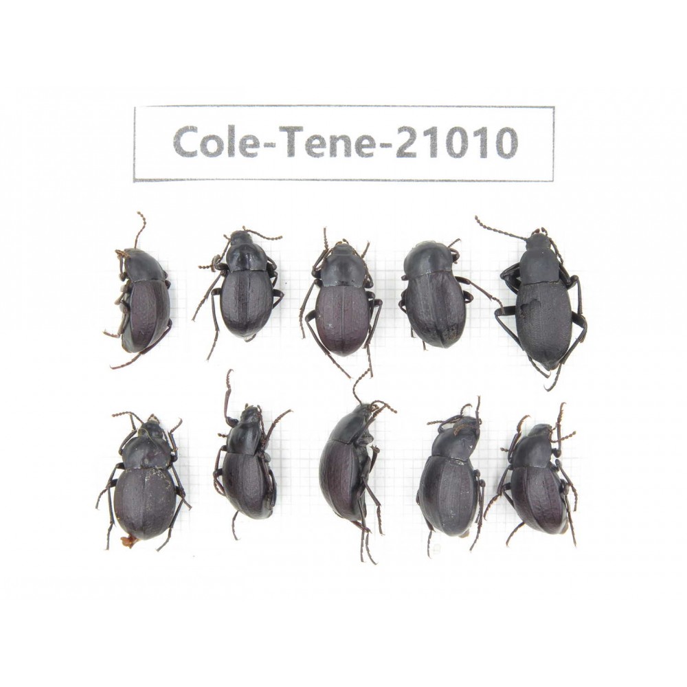 Tenebrionidae sp. China, Yunnan, Xiangerila, Mt.Baimaxueshan.10Pcs. Cole-Tene-21010.
