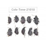 Tenebrionidae sp. China, Yunnan, Xiangerila, Mt.Baimaxueshan.10Pcs. Cole-Tene-21010.