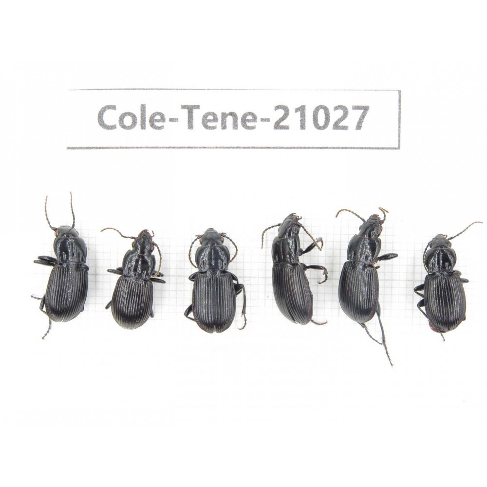 Tenebrionidae sp. China, Yunnan, Xiangerila, Mt.Yulongxueshan.6Pcs. Cole-Tene-21027.